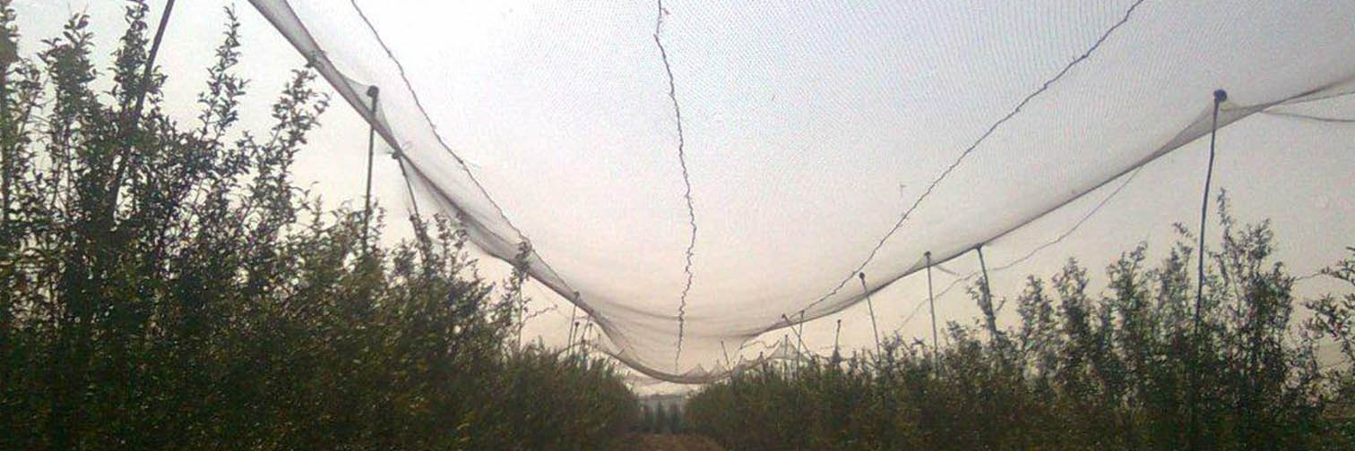 Anti Bird Nets installation view 2