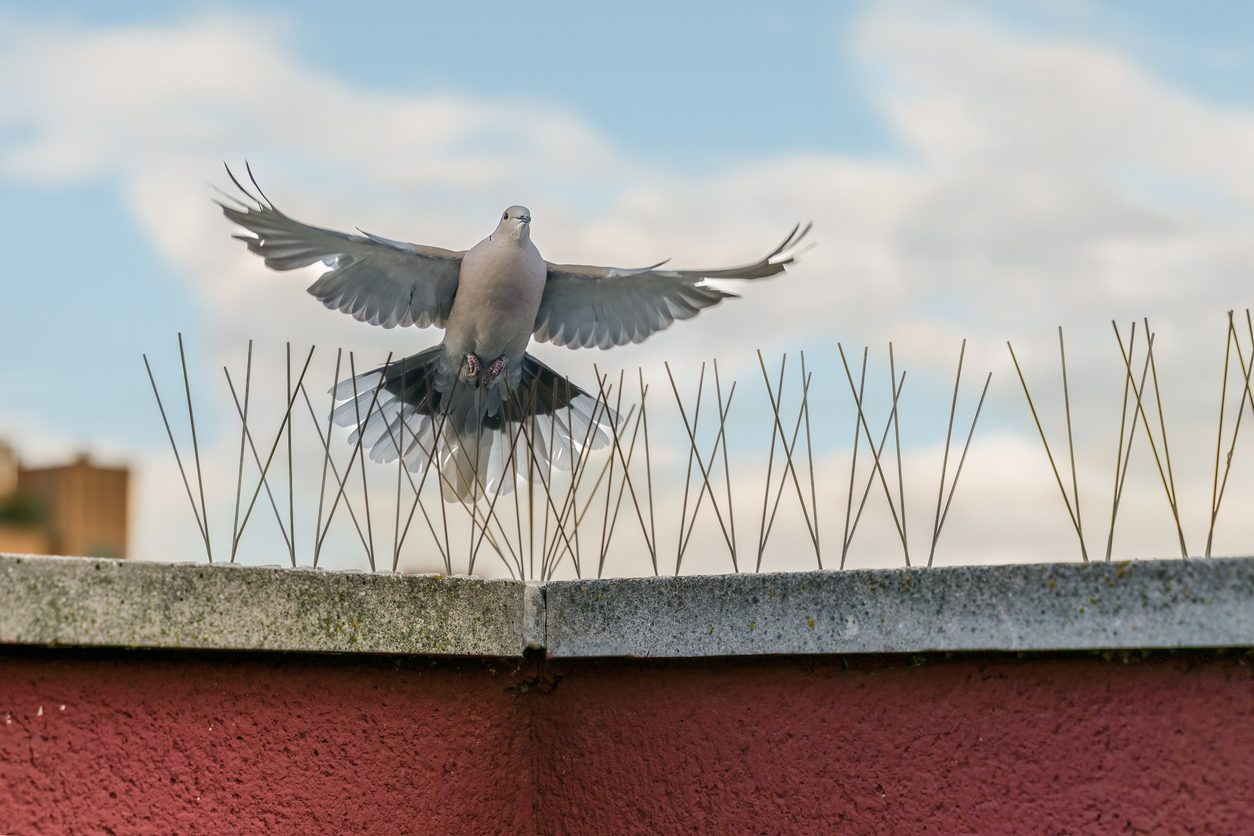 Bird Spikes installation view 2